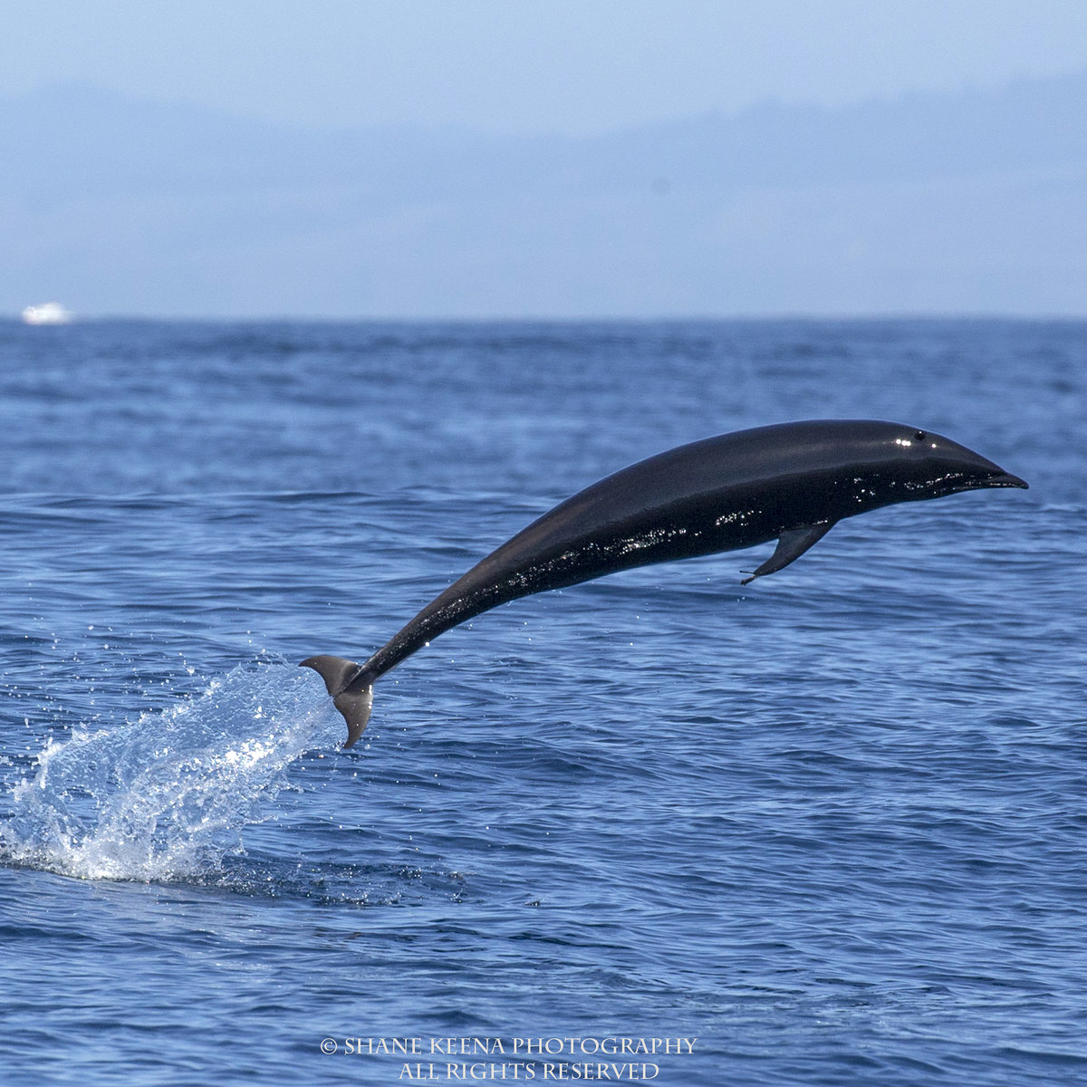 Северный китовидный дельфин (Lissodelphis borealis) Фото №4