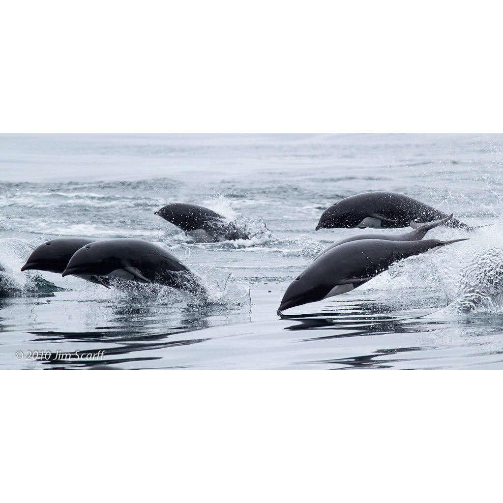 Северный китовидный дельфин (Lissodelphis borealis) Фото №5