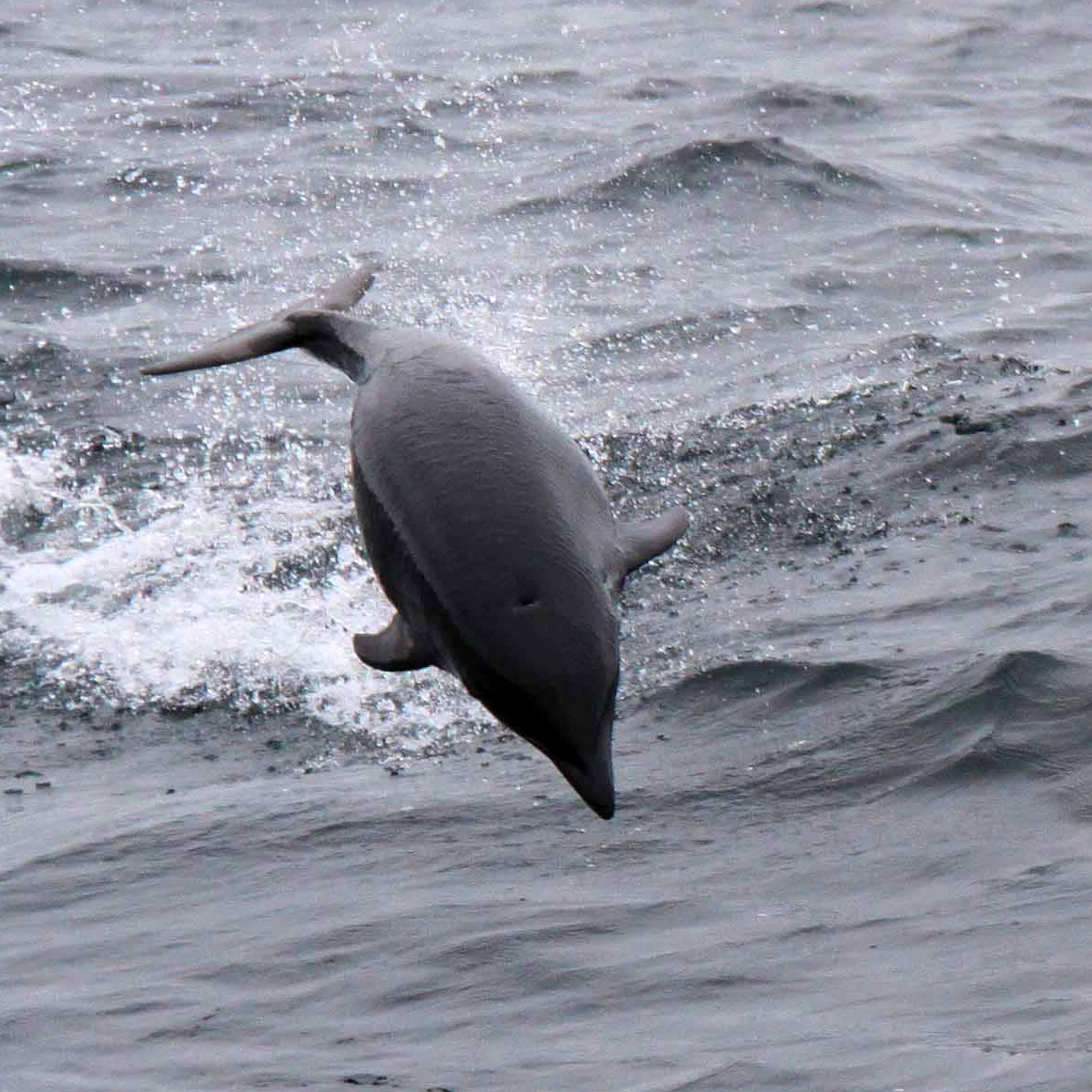 Северный китовидный дельфин (Lissodelphis borealis) Фото №6
