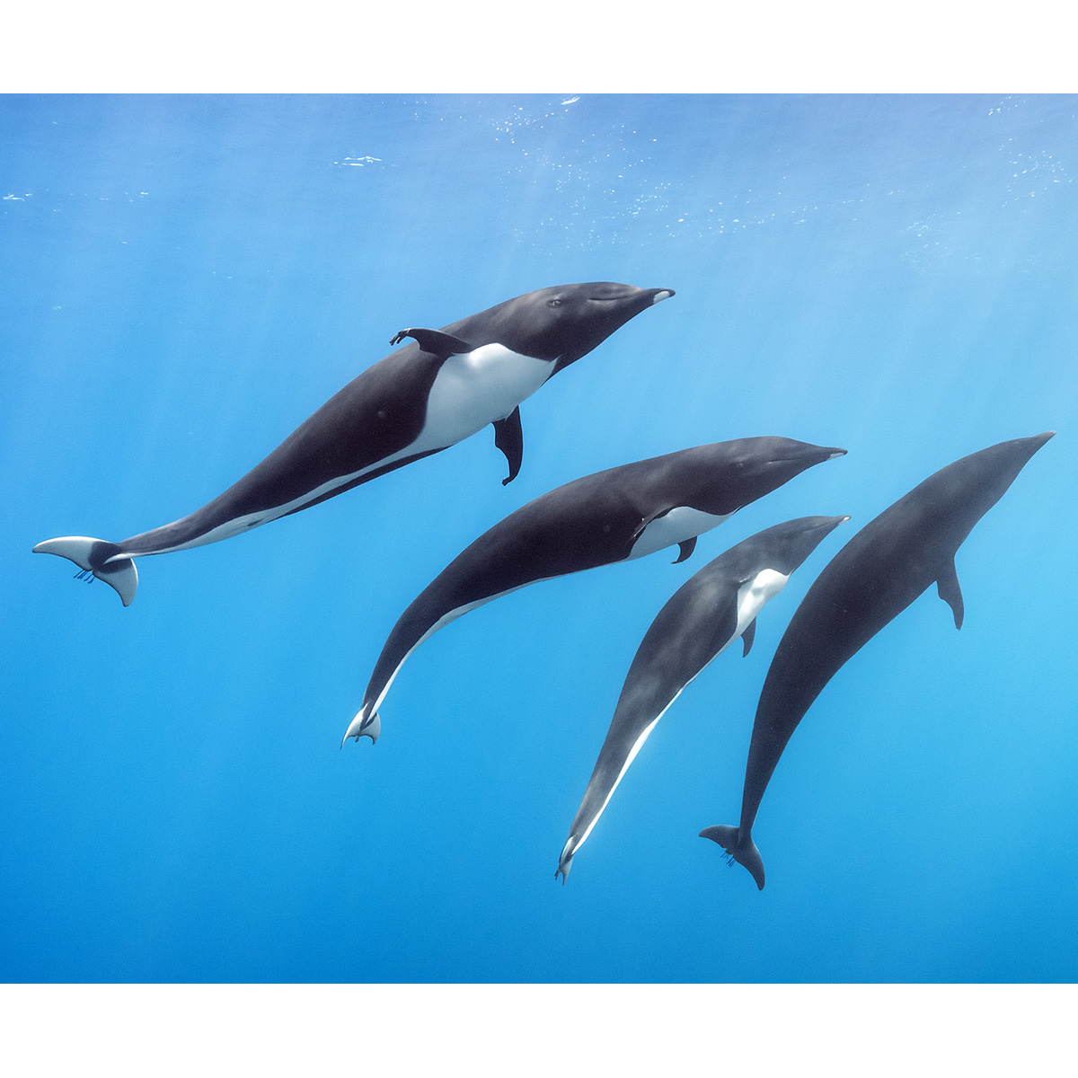 Северный китовидный дельфин (Lissodelphis borealis) Фото №7