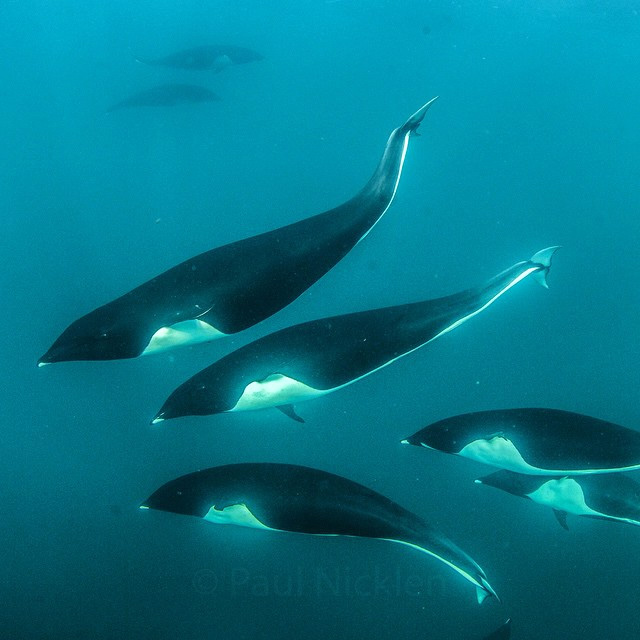 Северный китовидный дельфин (Lissodelphis borealis) Фото №9