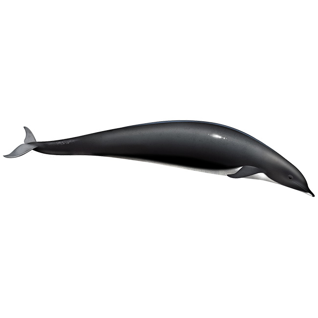 Северный китовидный дельфин (Lissodelphis borealis) Фото №1