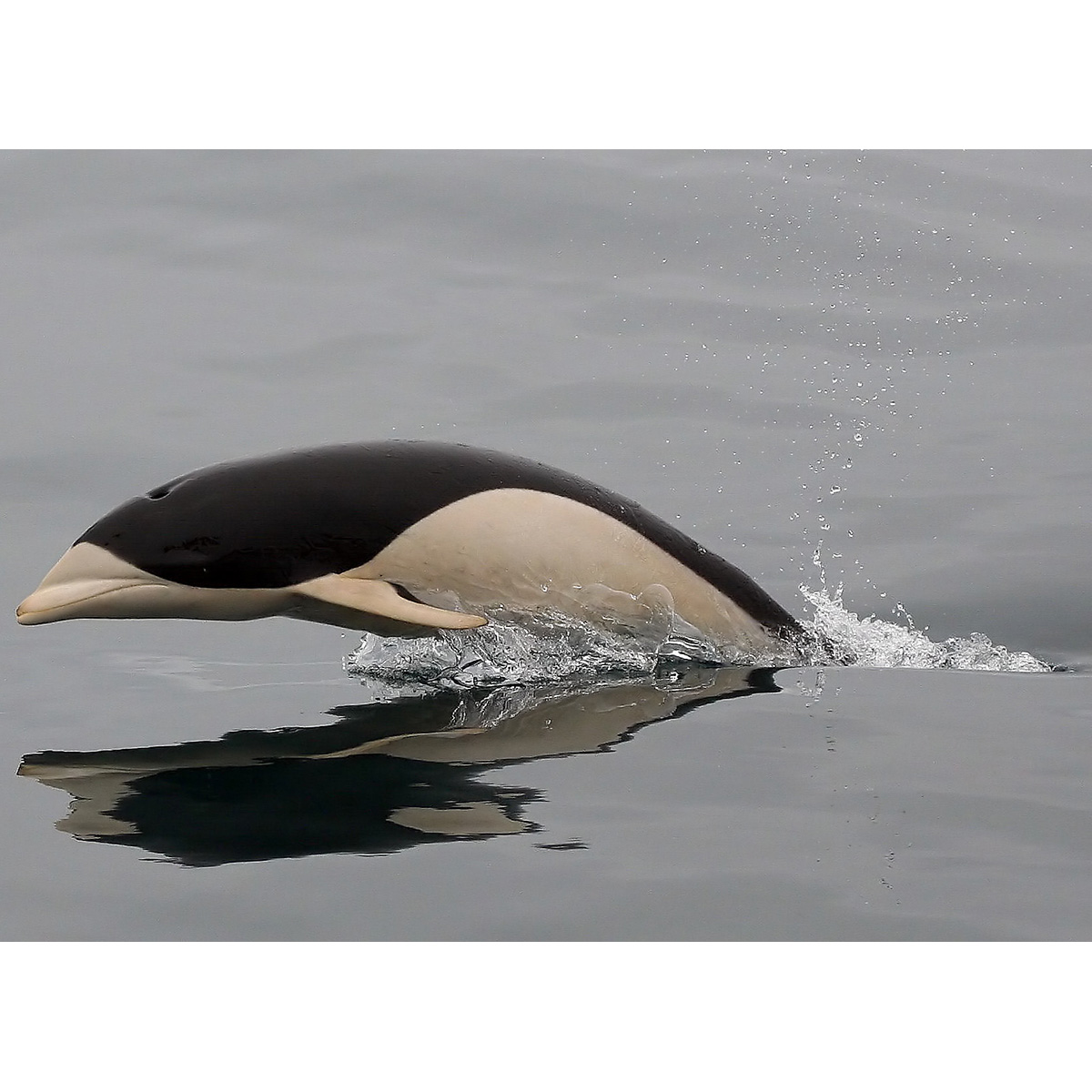 Южный китовидный дельфин (Lissodelphis peronii) Фото №10