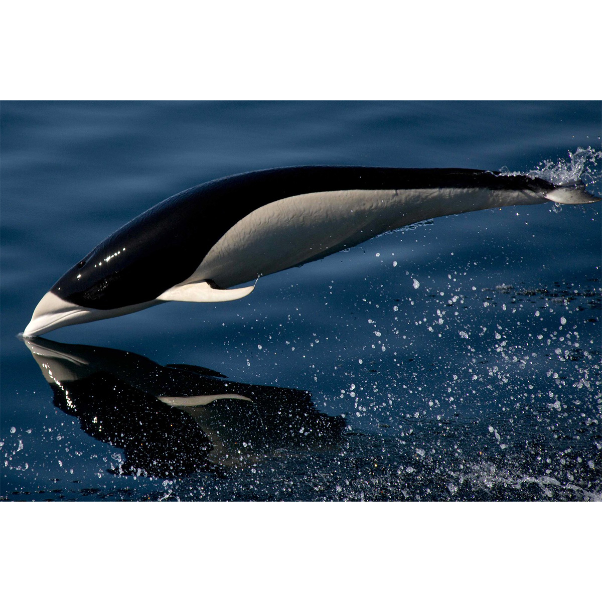 Южный китовидный дельфин (Lissodelphis peronii) Фото №2