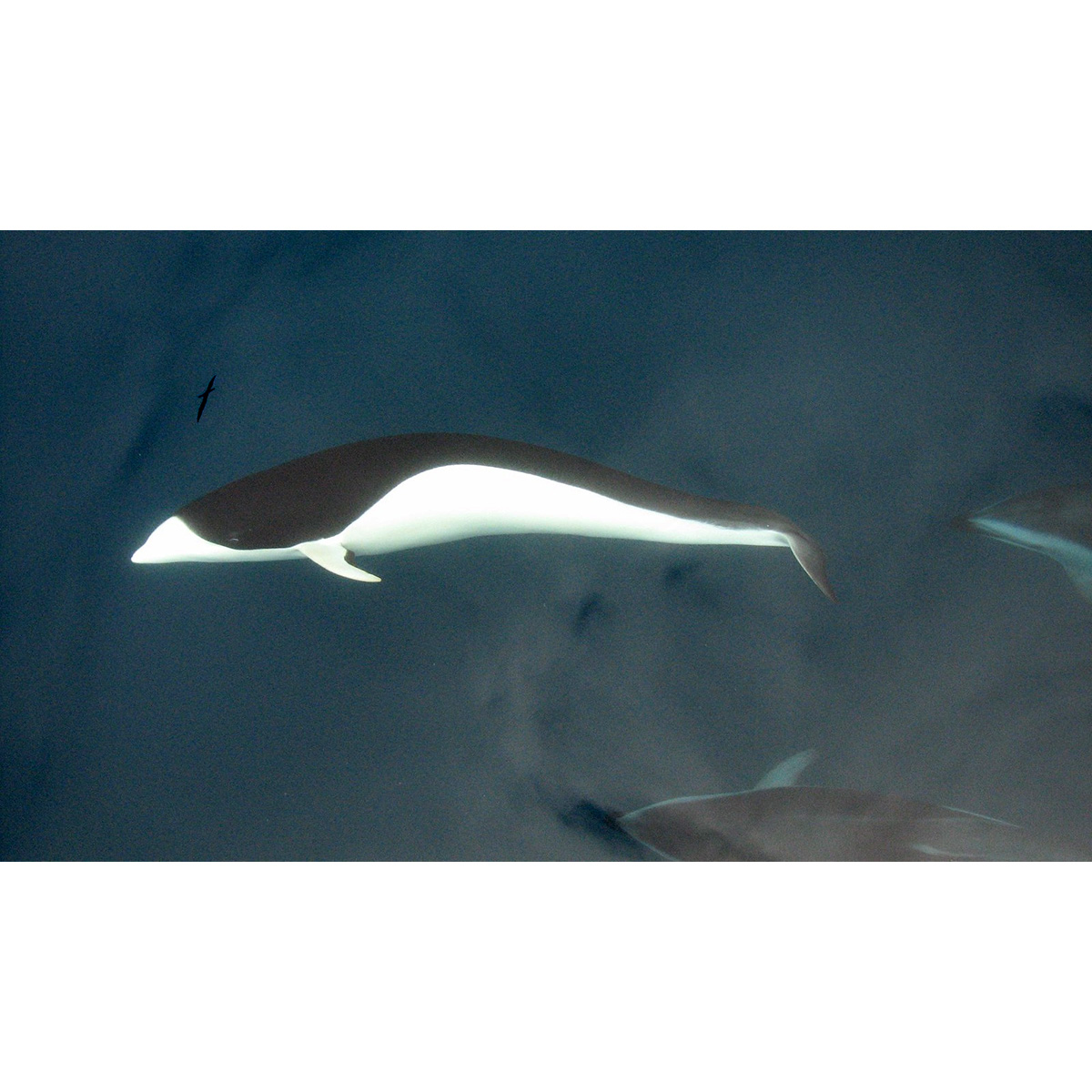 Южный китовидный дельфин (Lissodelphis peronii) Фото №3