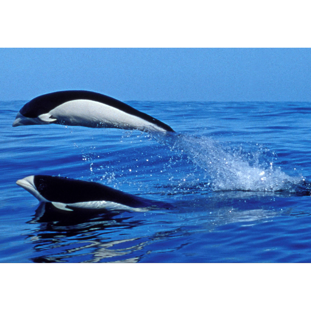 Южный китовидный дельфин (Lissodelphis peronii) Фото №5