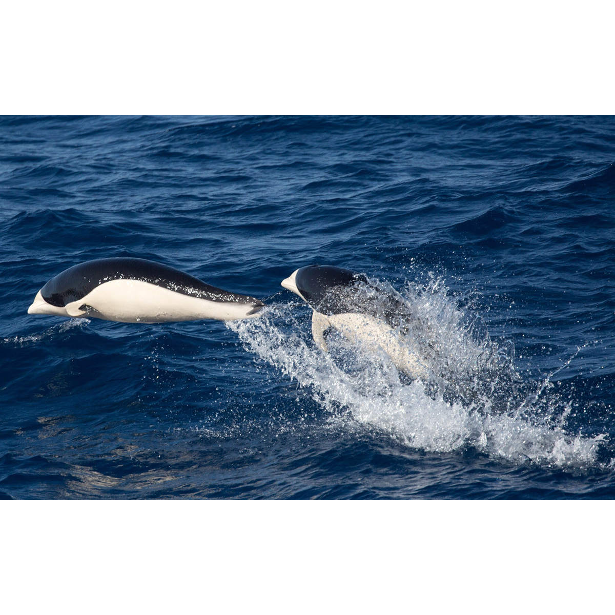 Южный китовидный дельфин (Lissodelphis peronii) Фото №7
