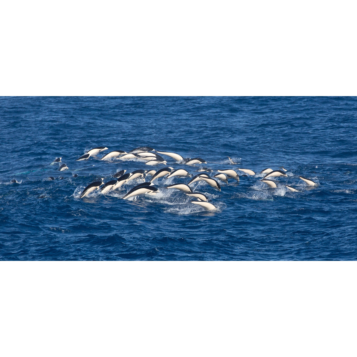 Южный китовидный дельфин (Lissodelphis peronii) Фото №8