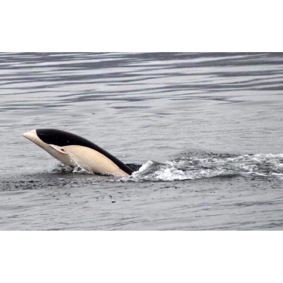 Южный китовидный дельфин (Lissodelphis peronii) Фото №9