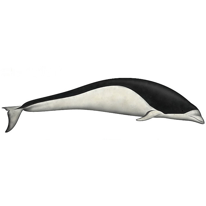 Южный китовидный дельфин (Lissodelphis peronii) Фото №1