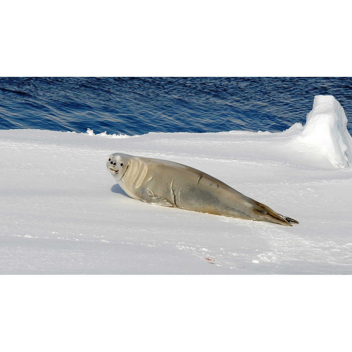 Тюлень-крабоед (Lobodon carcinophaga) Фото №4