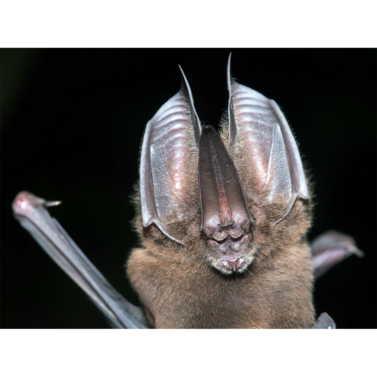Uncommon Sword Nosed Bat (Lonchorhina inusitata) Фото №2