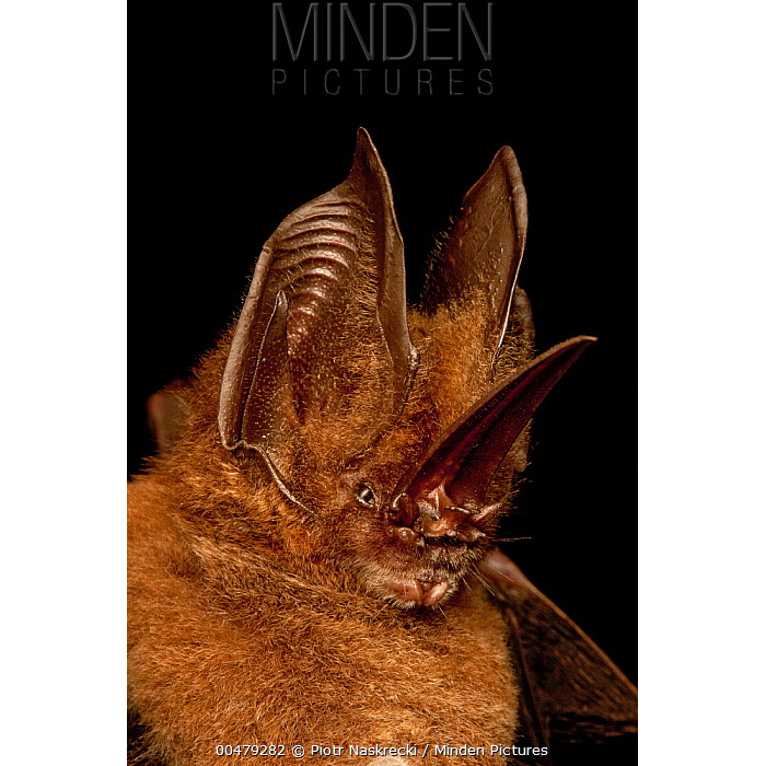 Uncommon Sword Nosed Bat (Lonchorhina inusitata) Фото №3