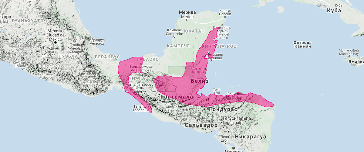 Гватемальский круглоухий листонос (Lophostoma evotis) Ареал обитания на карте