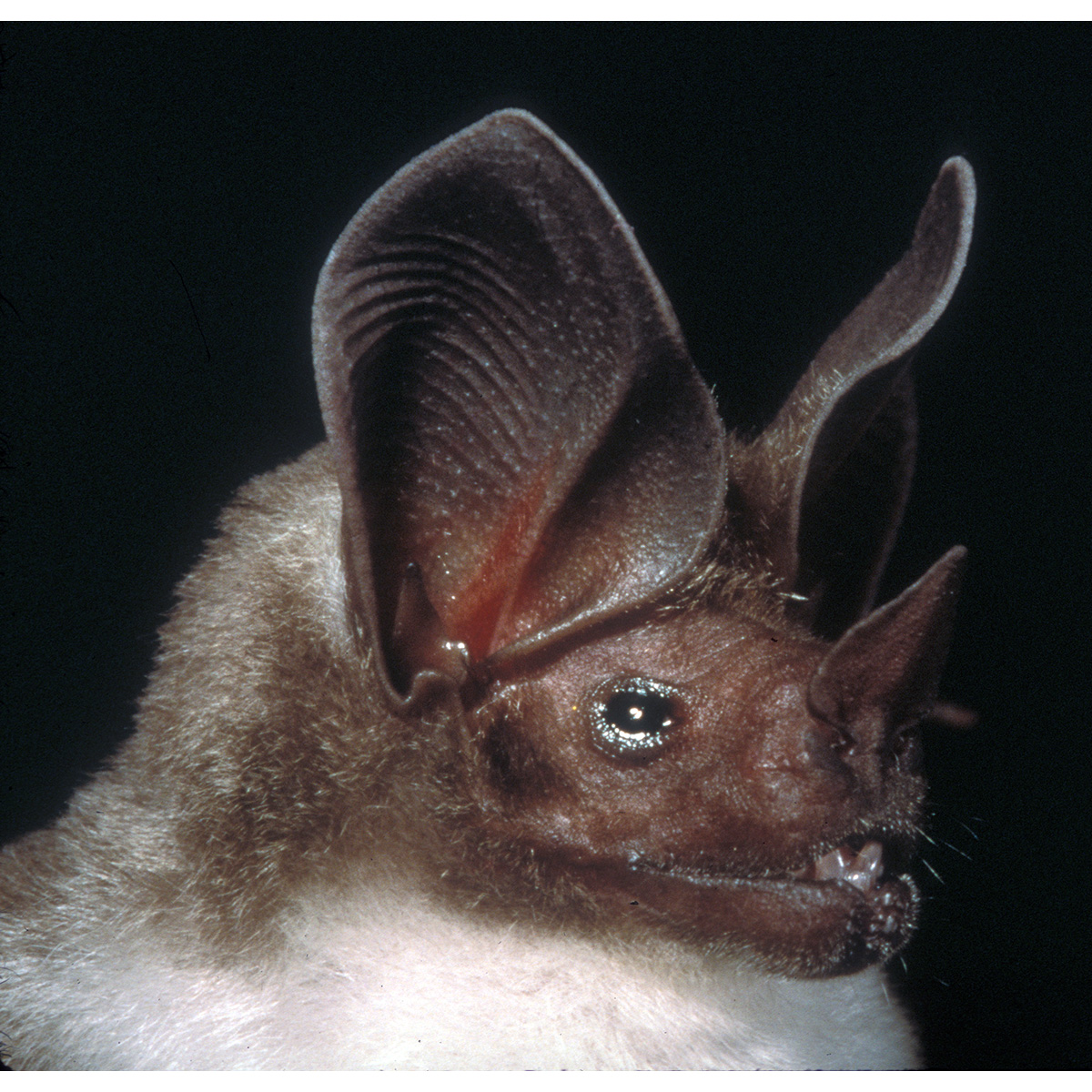 Kalko's Round Eared Bat (Lophostoma kalkoae) Фото №10