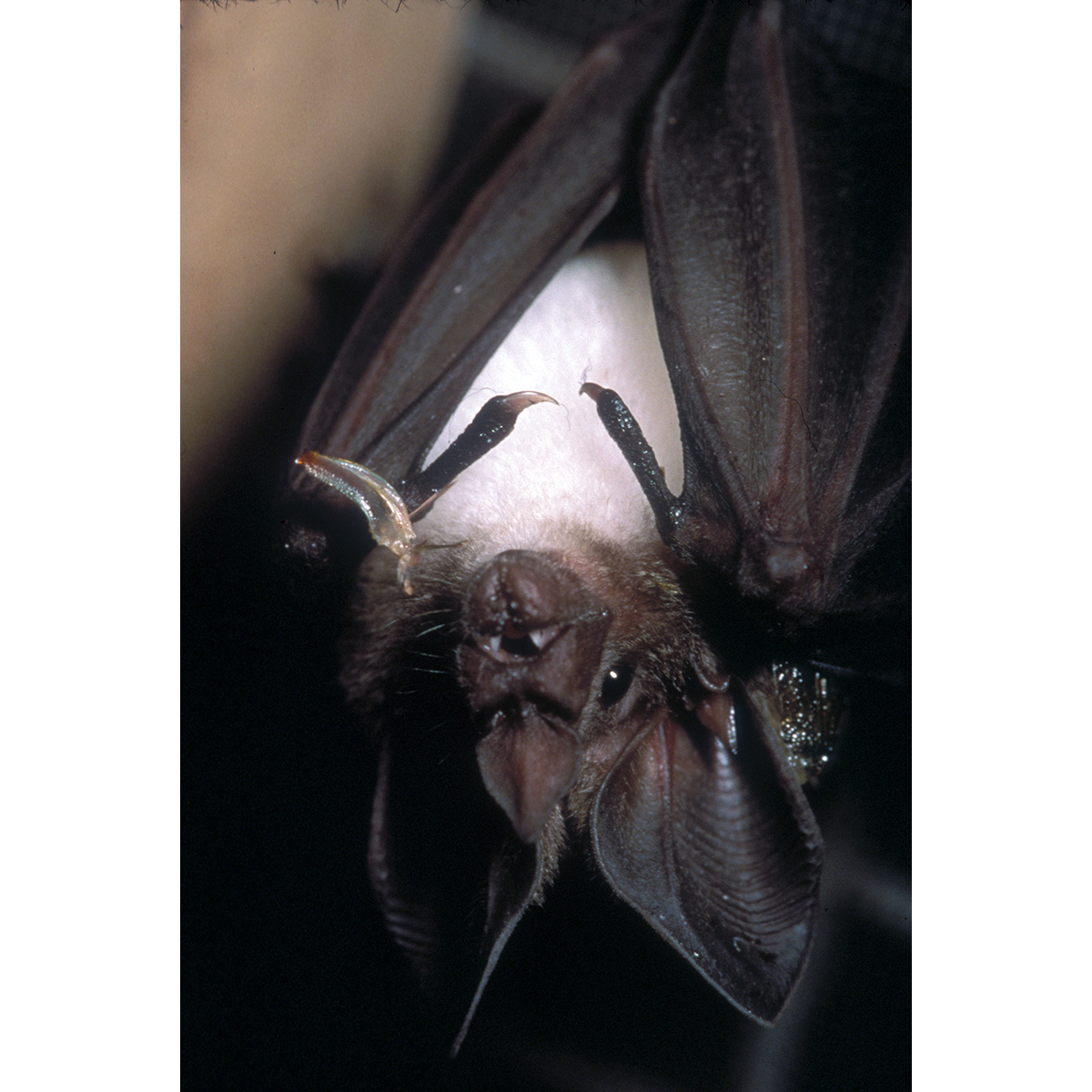 Kalko's Round Eared Bat (Lophostoma kalkoae) Фото №2