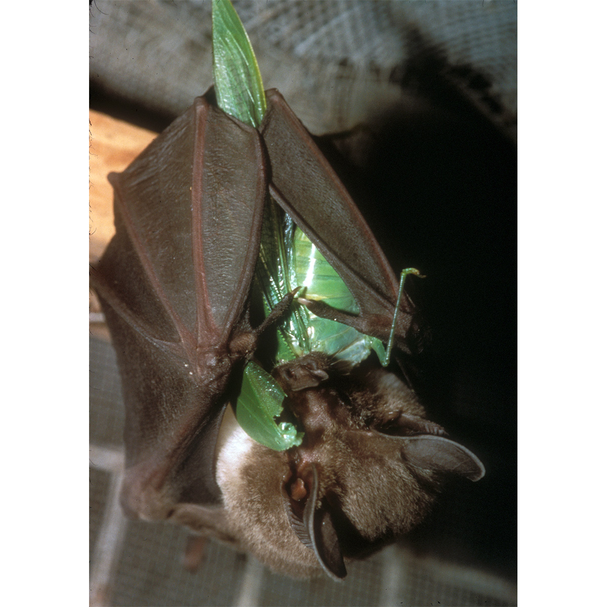 Kalko's Round Eared Bat (Lophostoma kalkoae) Фото №3