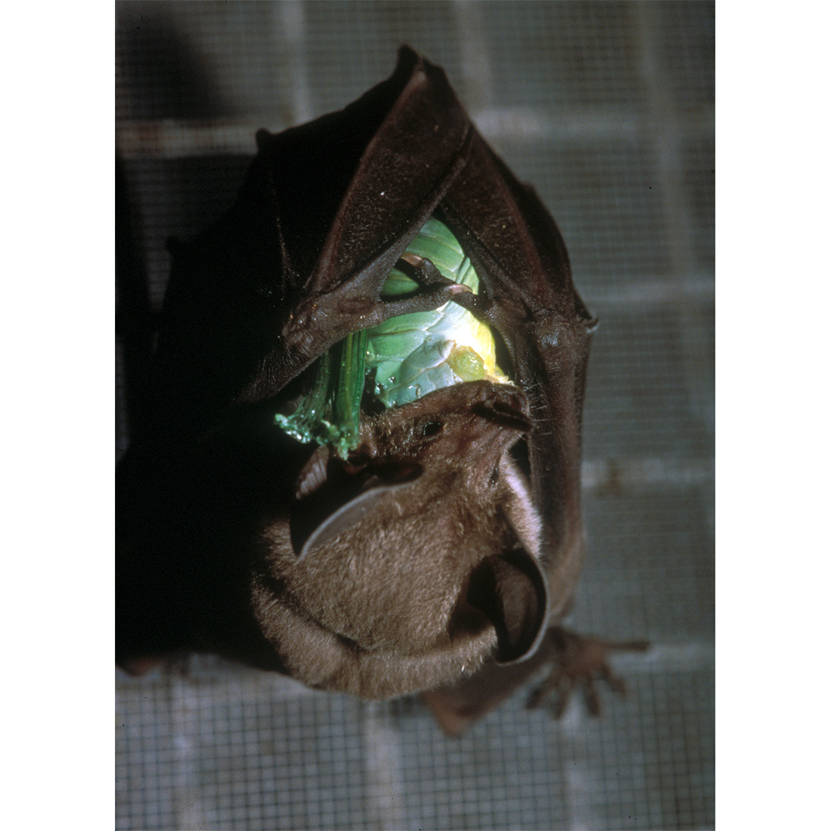 Kalko's Round Eared Bat (Lophostoma kalkoae) Фото №4