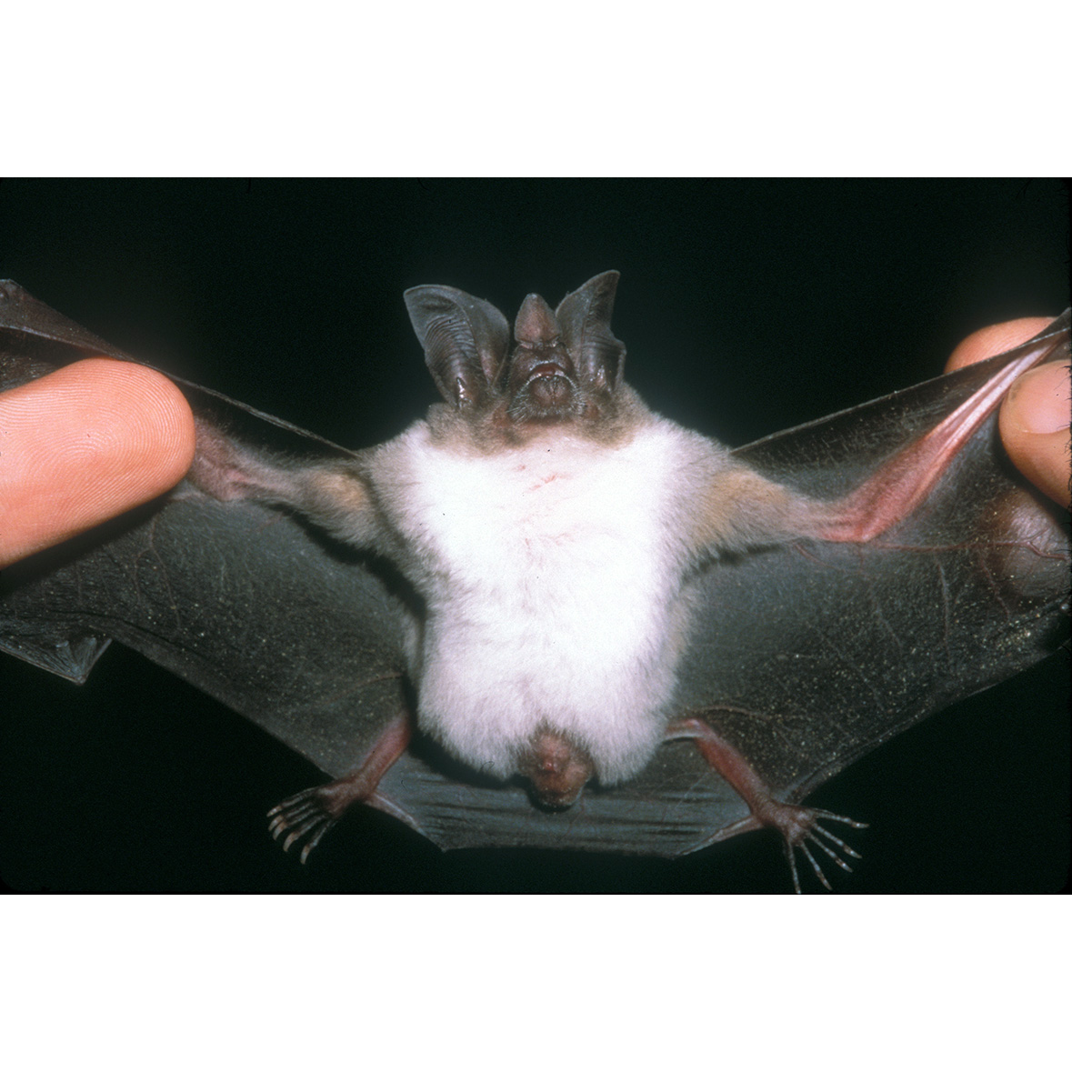 Kalko's Round Eared Bat (Lophostoma kalkoae) Фото №5