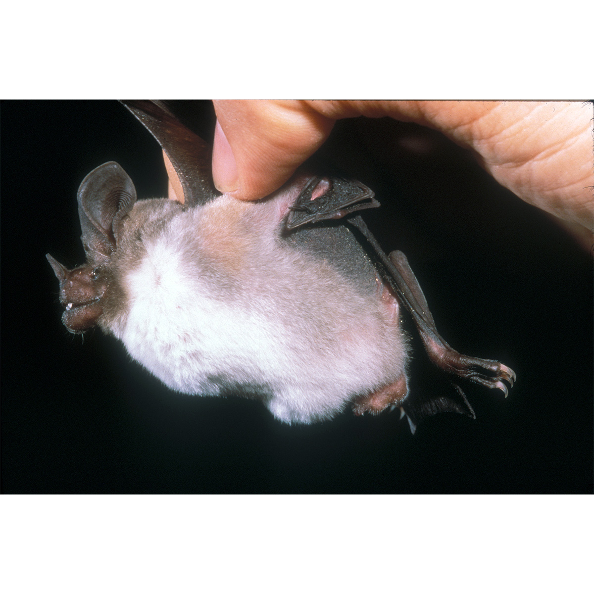 Kalko's Round Eared Bat (Lophostoma kalkoae) Фото №6