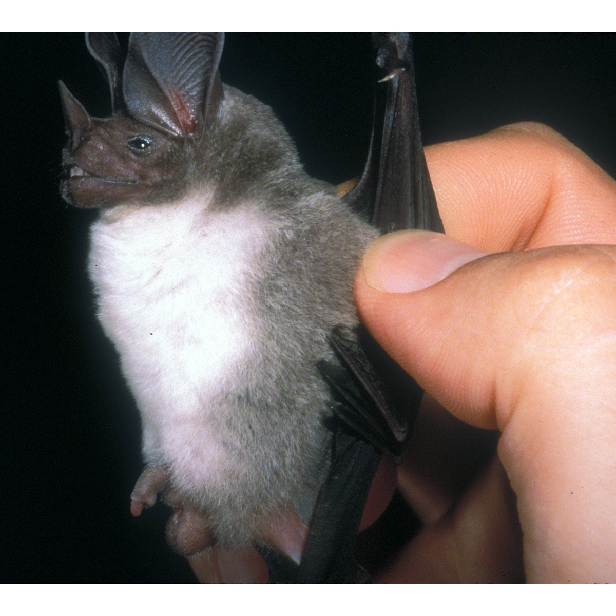 Kalko's Round Eared Bat (Lophostoma kalkoae) Фото №7