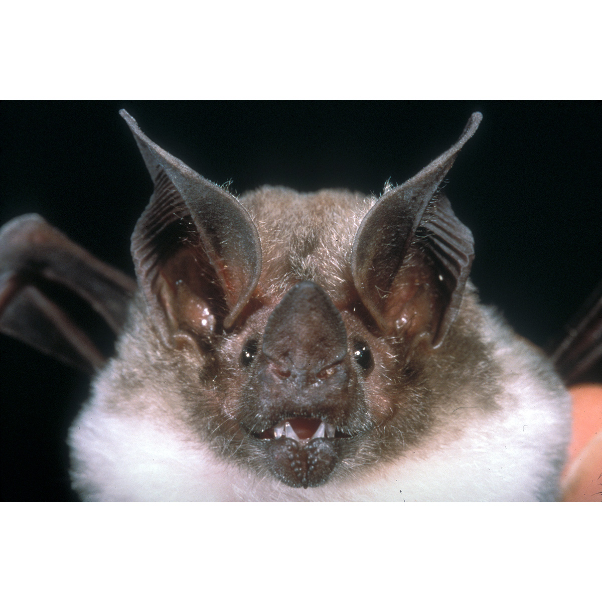 Kalko's Round Eared Bat (Lophostoma kalkoae) Фото №9