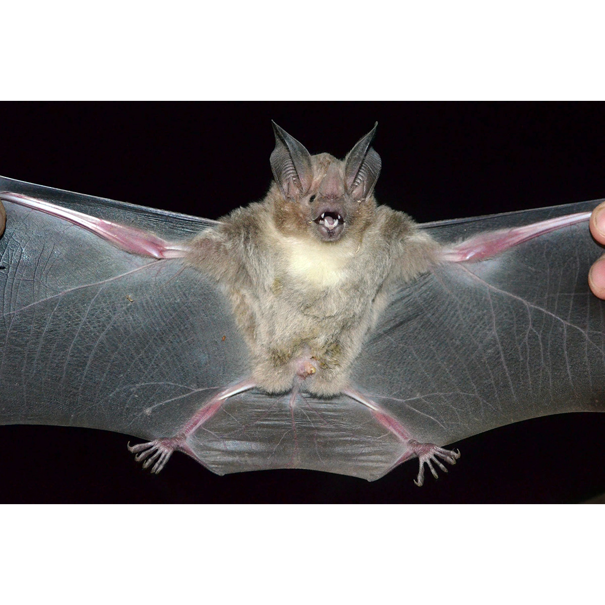 Western Round Eared Bat (Lophostoma occidentalis) Фото №2