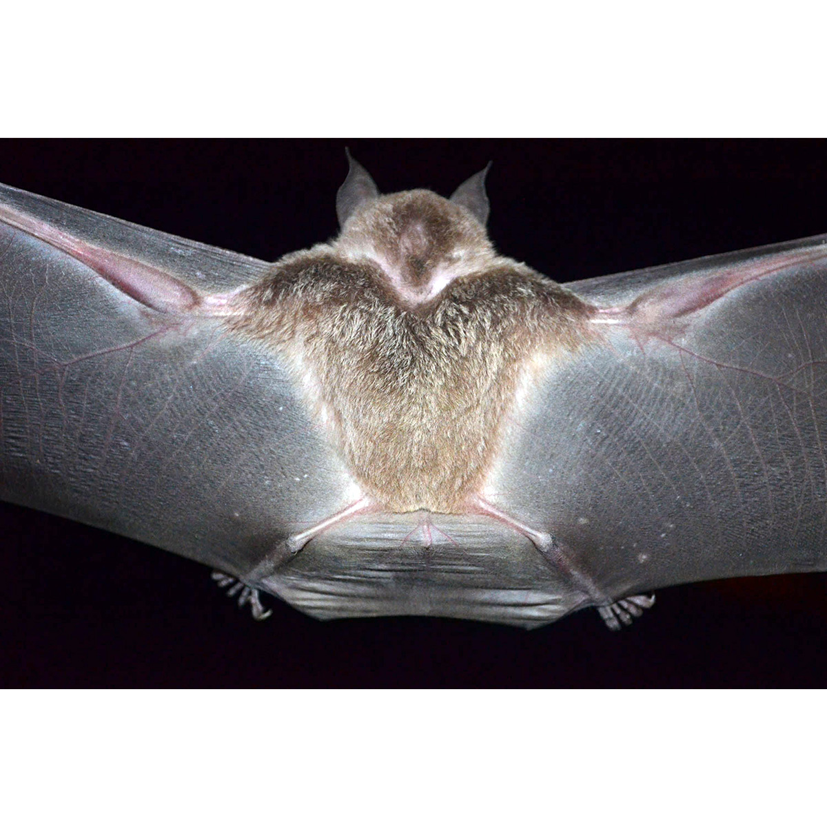 Western Round Eared Bat (Lophostoma occidentalis) Фото №3