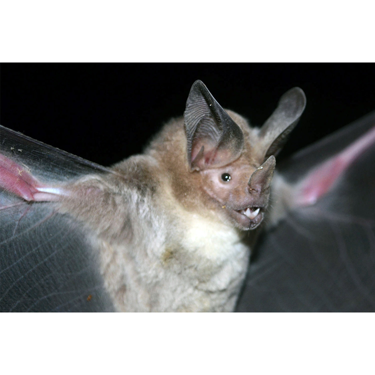 Western Round Eared Bat (Lophostoma occidentalis) Фото №4