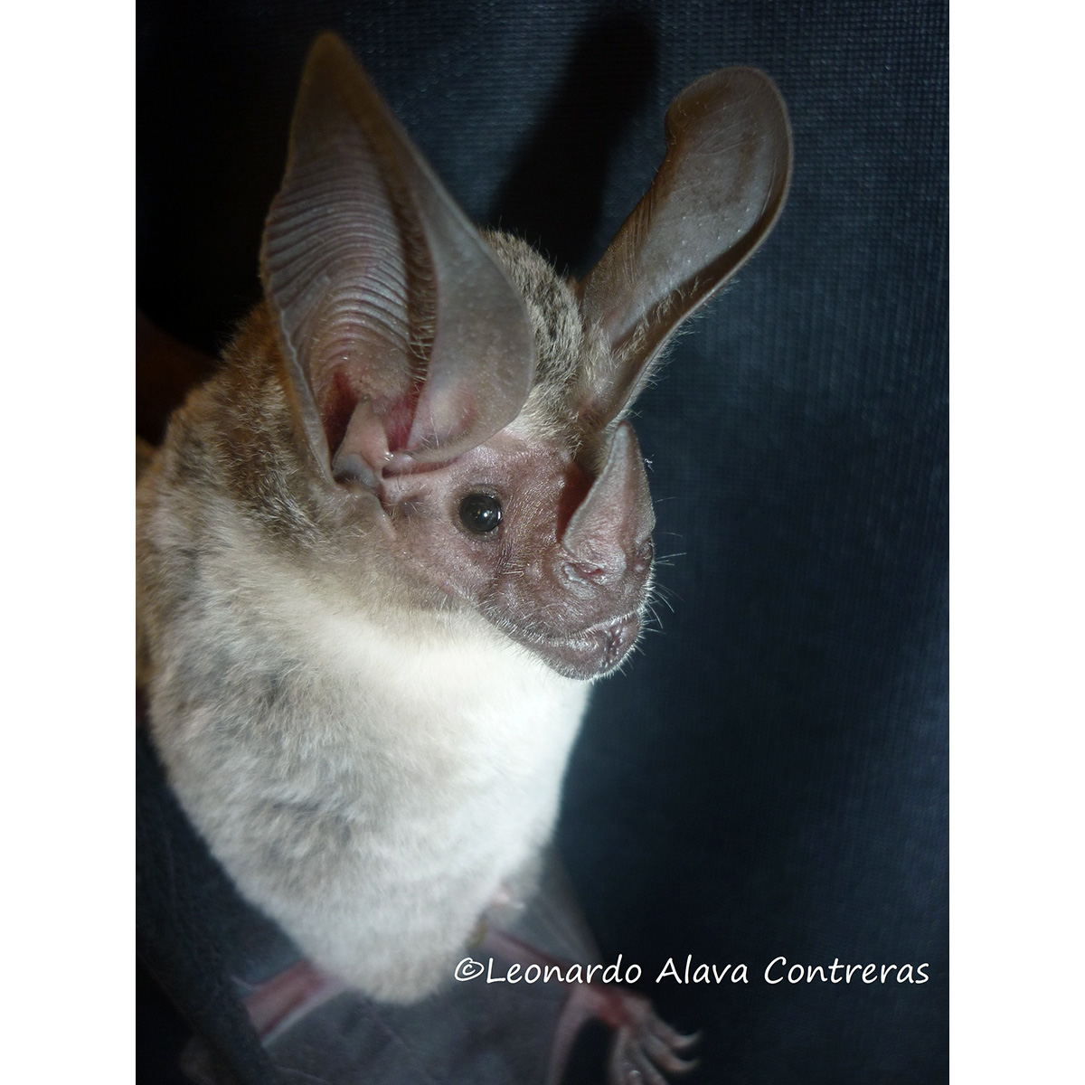 Western Round Eared Bat (Lophostoma occidentalis) Фото №5