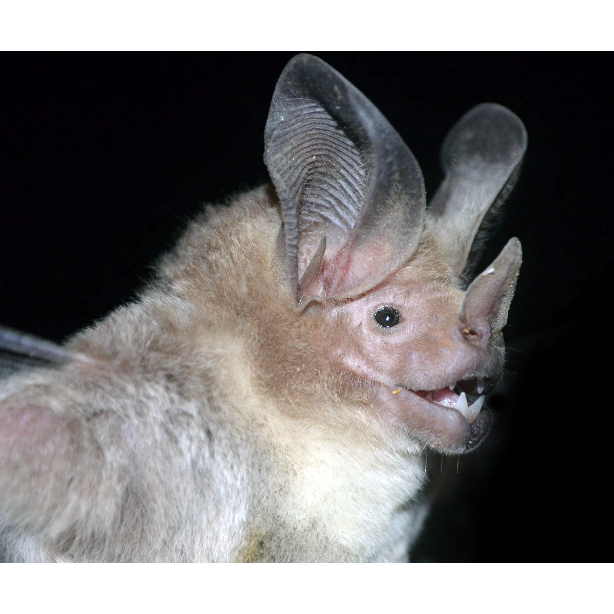 Western Round Eared Bat (Lophostoma occidentalis) Фото №6