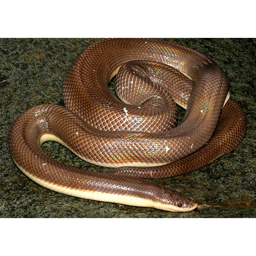  Род Двухцветные змеи  фото