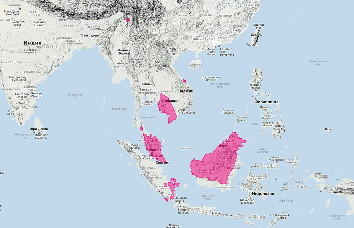 Суматранская выдра (Lutra sumatrana) Ареал обитания на карте
