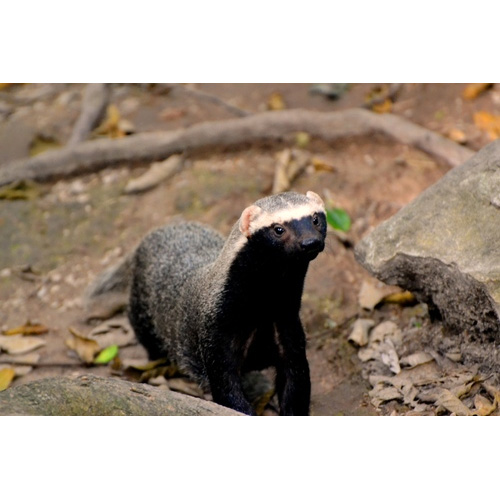 Патагонская ласка (Lyncodon patagonicus) Фото №7