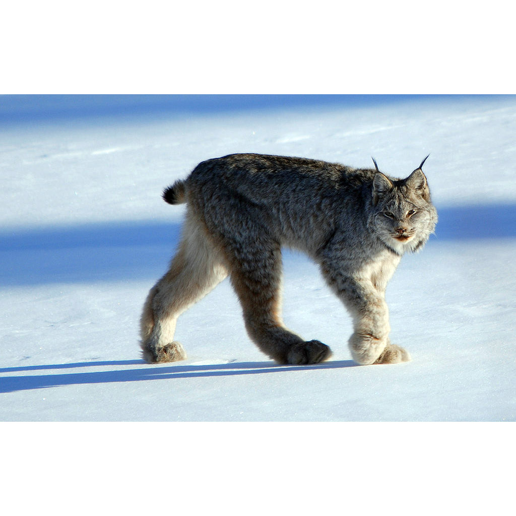 Lynx canadensis Фото №2