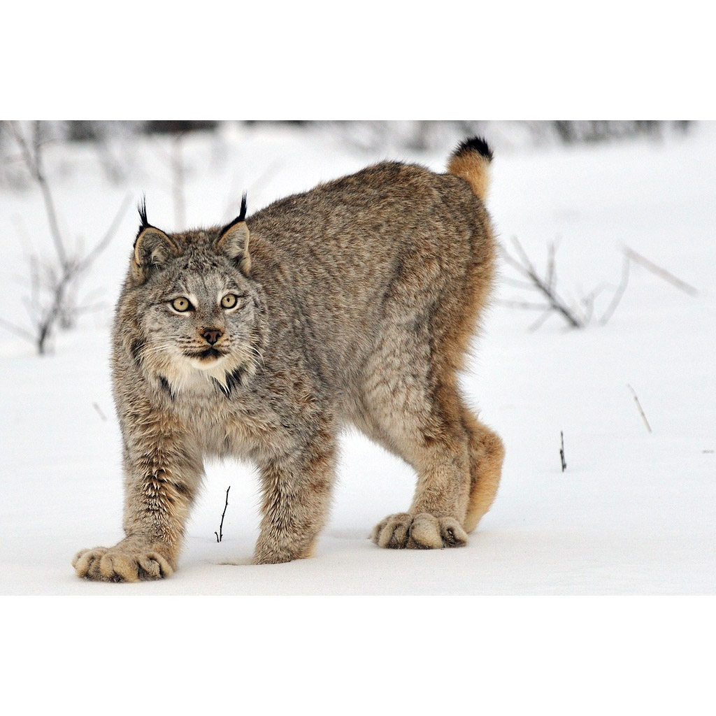 Lynx canadensis Фото №4