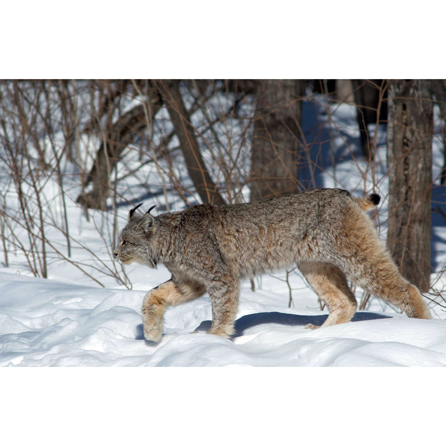Lynx canadensis Фото №5