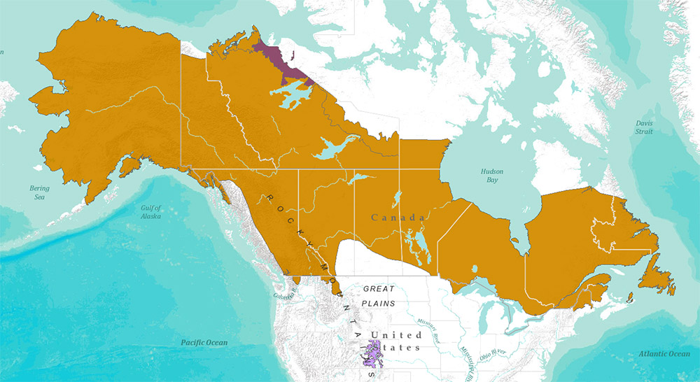 Lynx canadensis Ареал обитания на карте