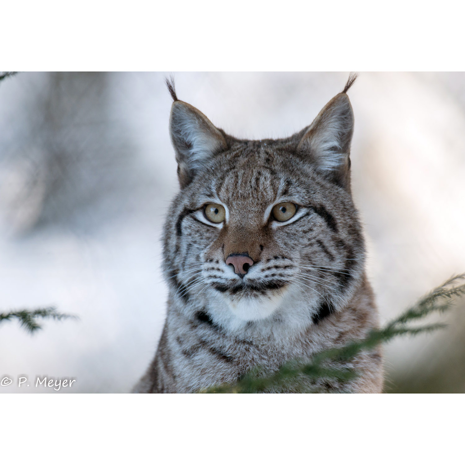 Lynx lynx Фото №10