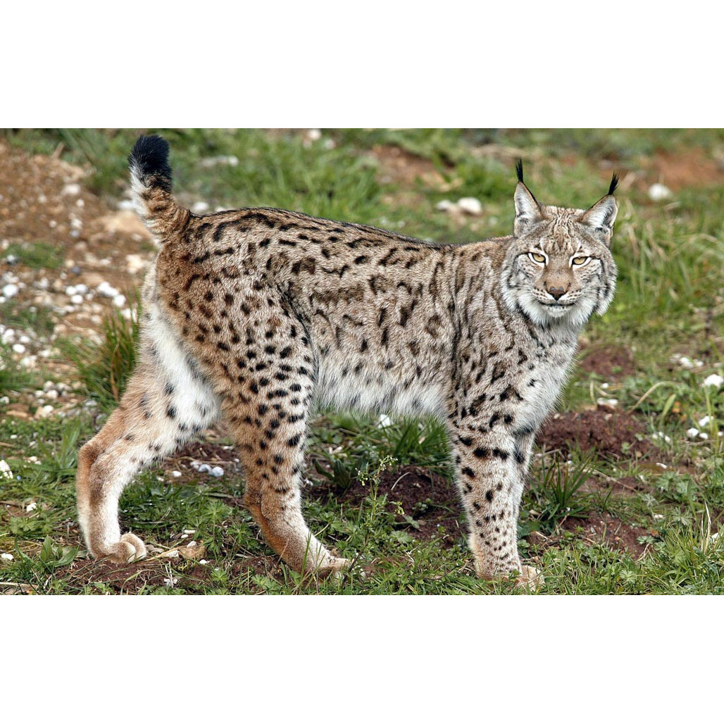 Lynx lynx Фото №2