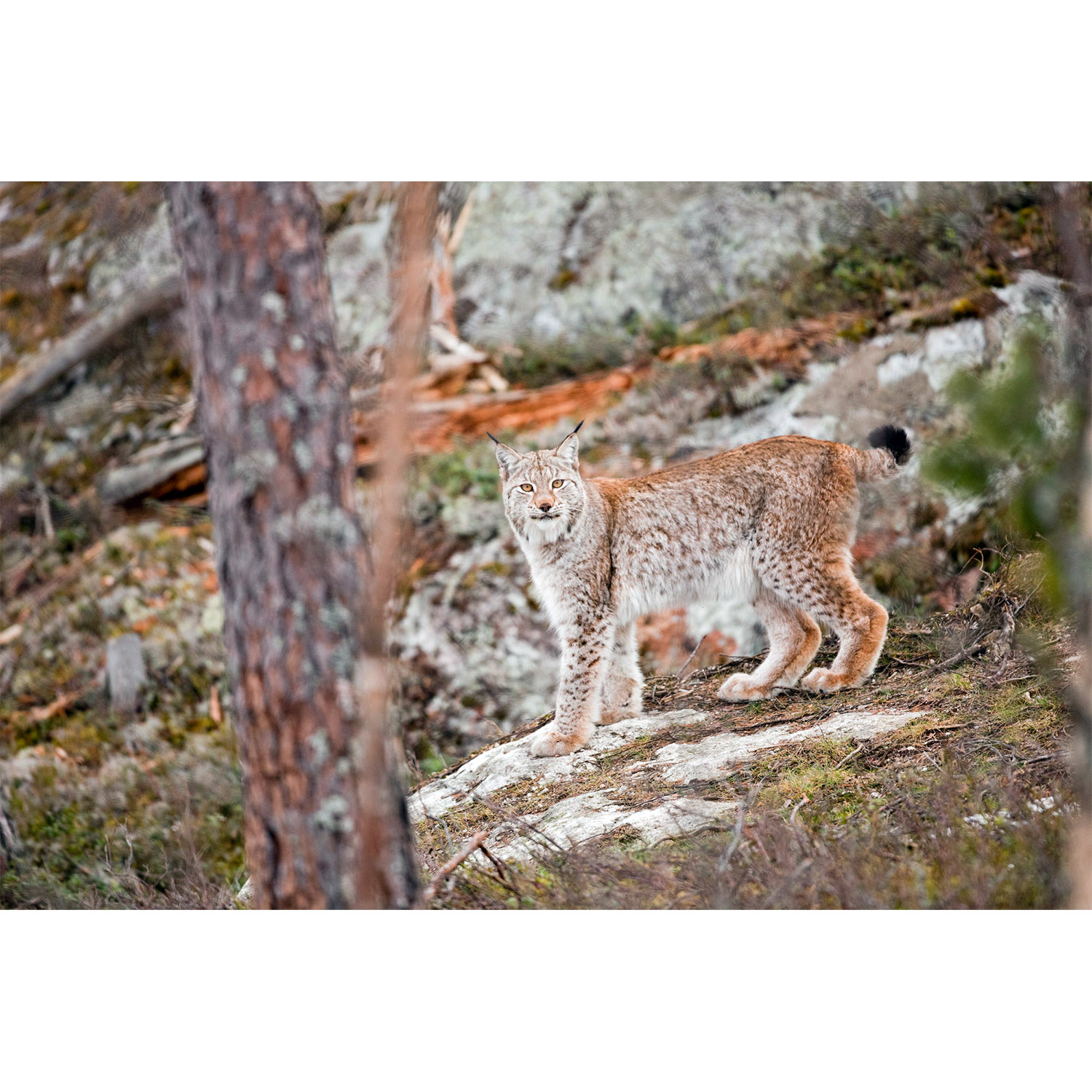 Lynx lynx Фото №3