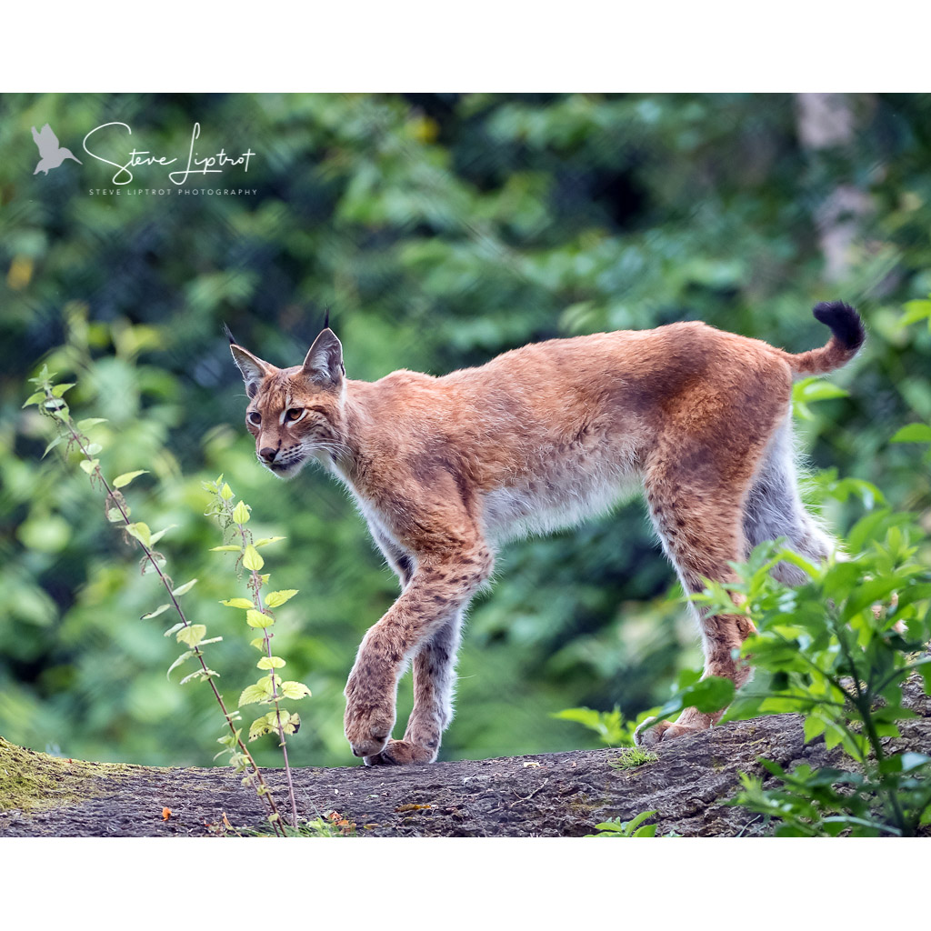 Lynx lynx Фото №4