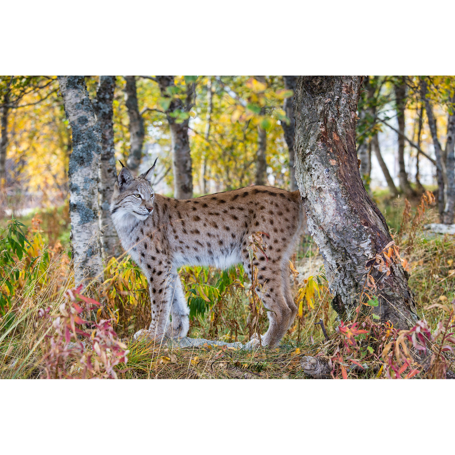 Lynx lynx Фото №5