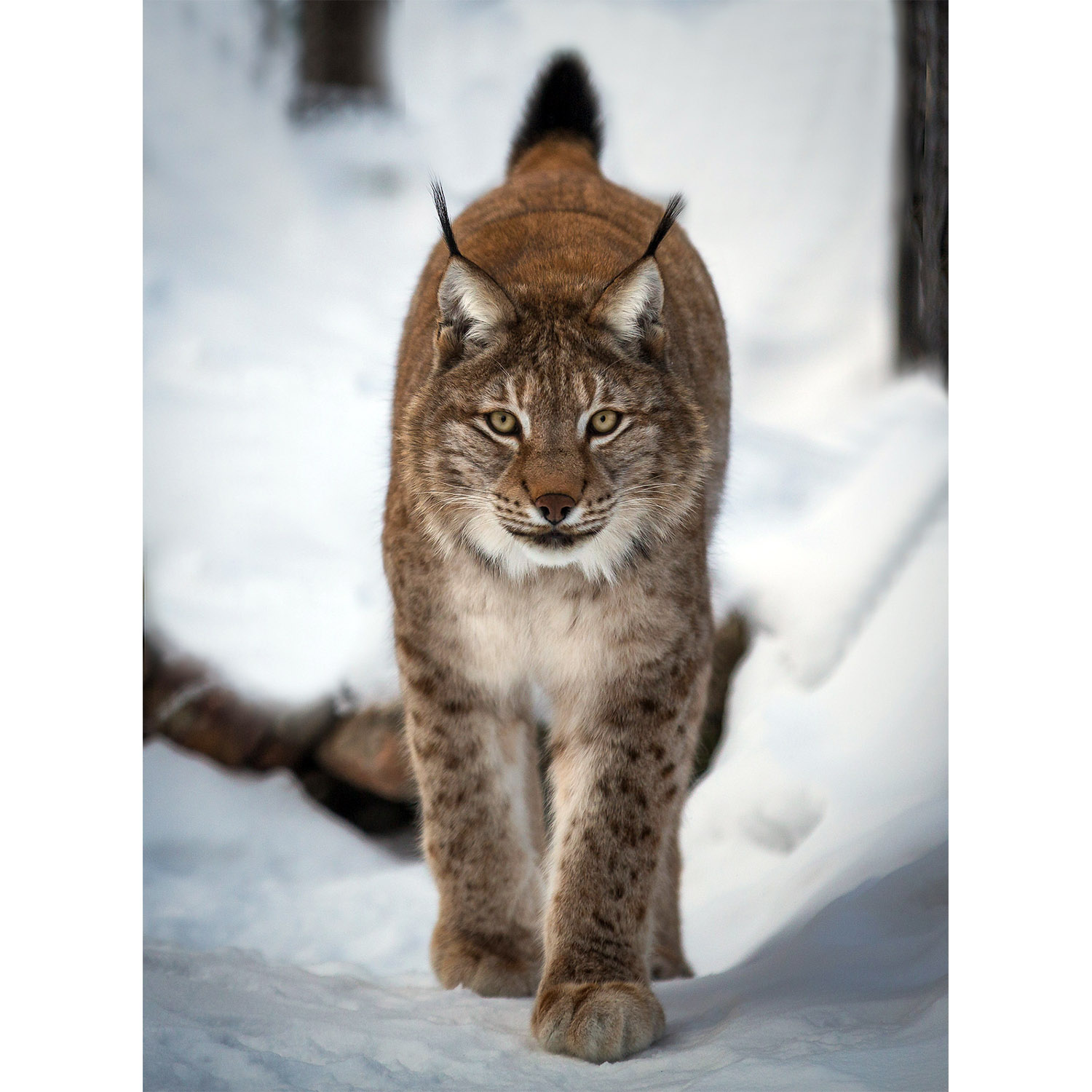 Lynx lynx Фото №6