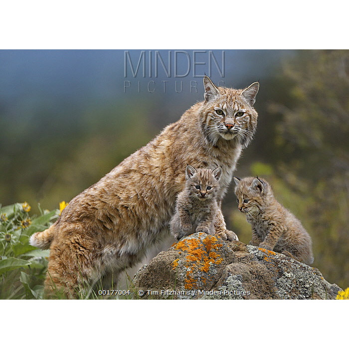 Lynx lynx Фото №8