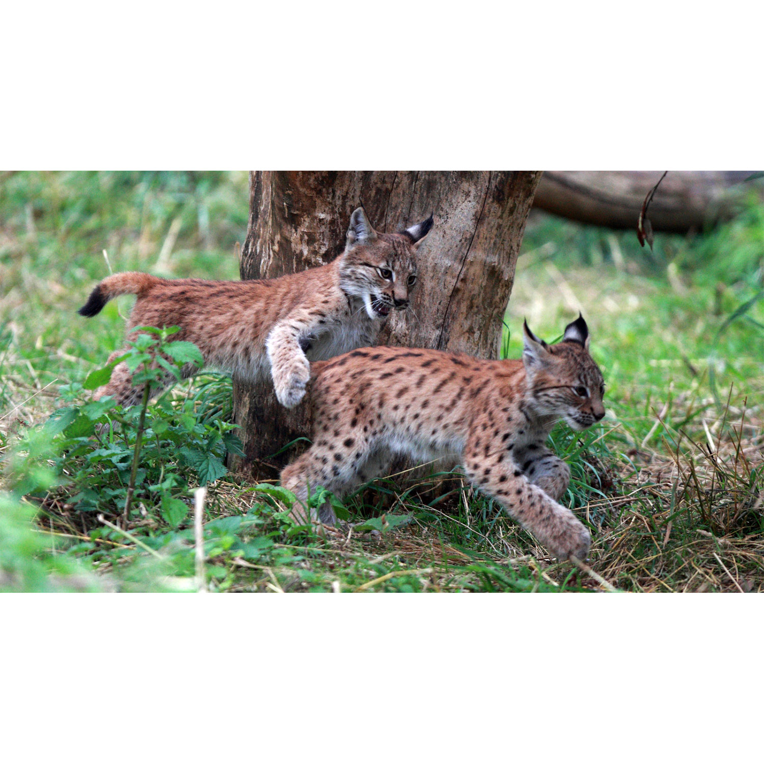 Lynx lynx Фото №9