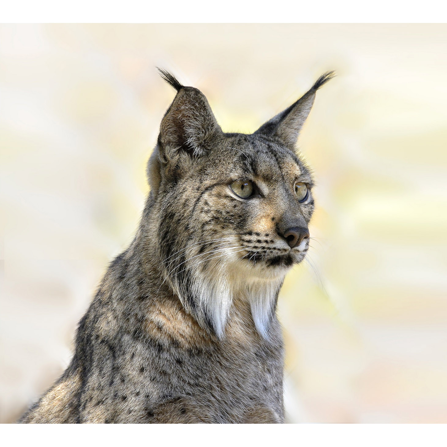 Lynx pardinus Фото №10