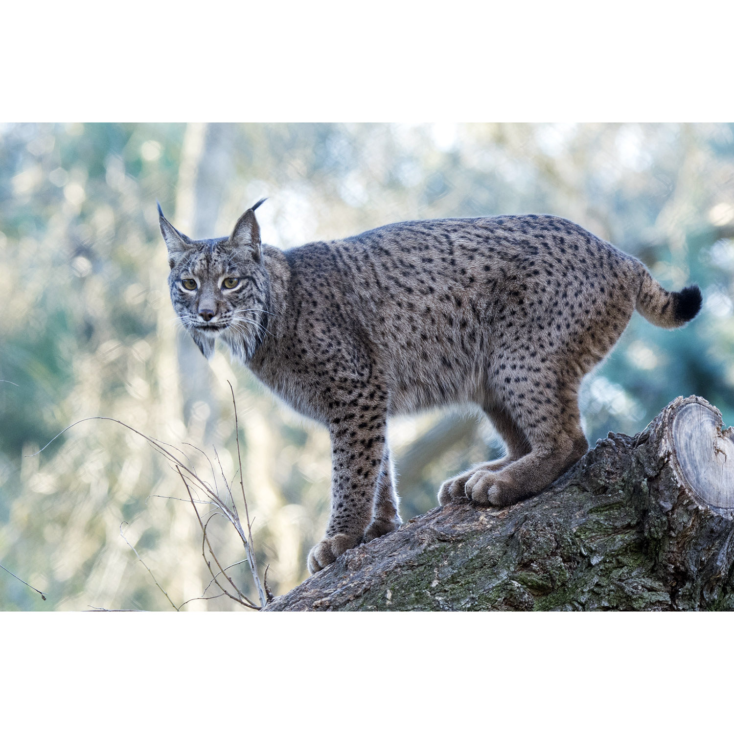 Lynx pardinus Фото №3