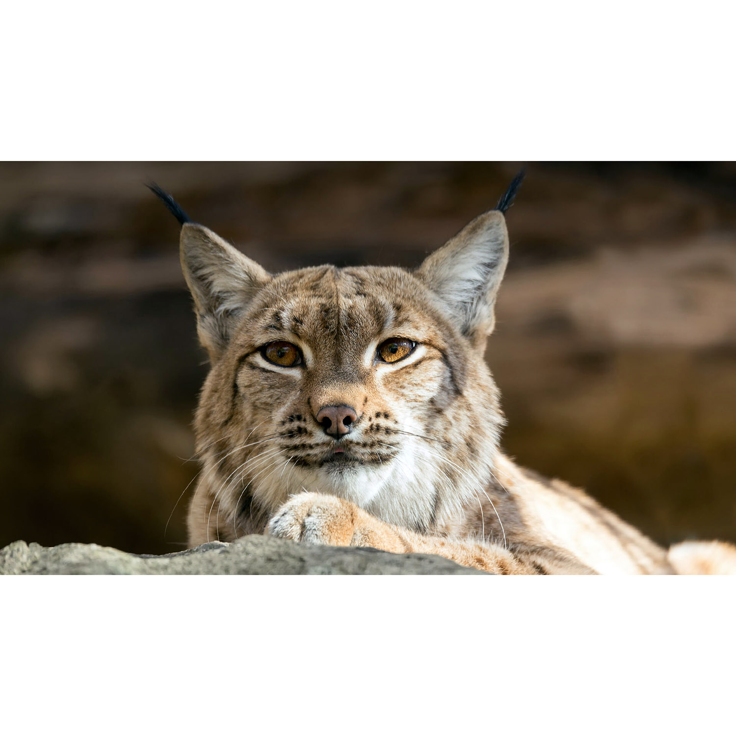 Lynx rufus Фото №10