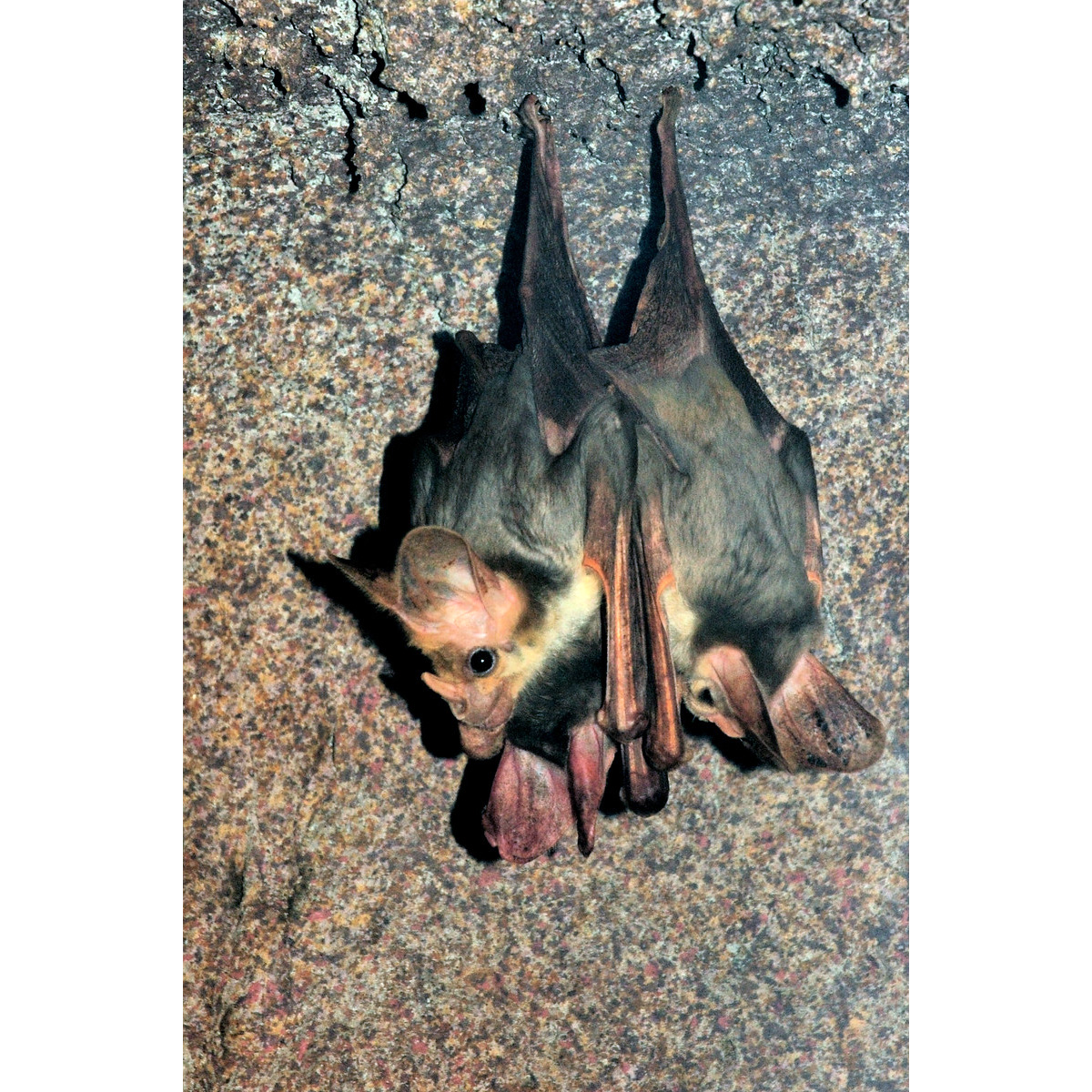 Австралийский ложный вампир (Macroderma gigas) Фото №5